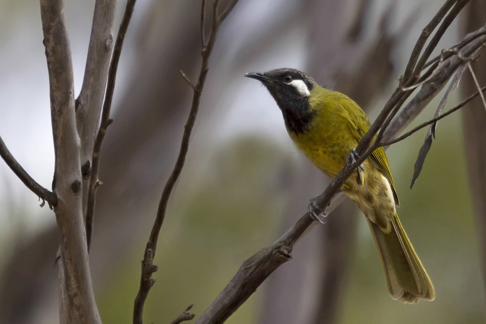 White-eared Honeyeater (Lichenostomus leucotis)